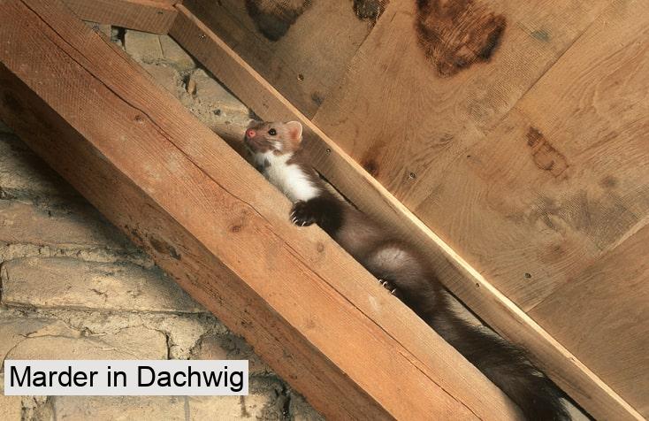 Marder in Dachwig